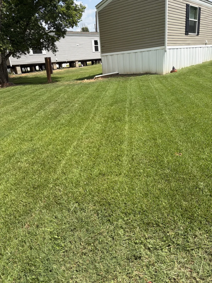 A mowed lawn with parallel lines and trees in the background