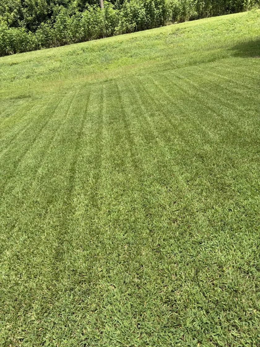 Mowing lines across an open lawn